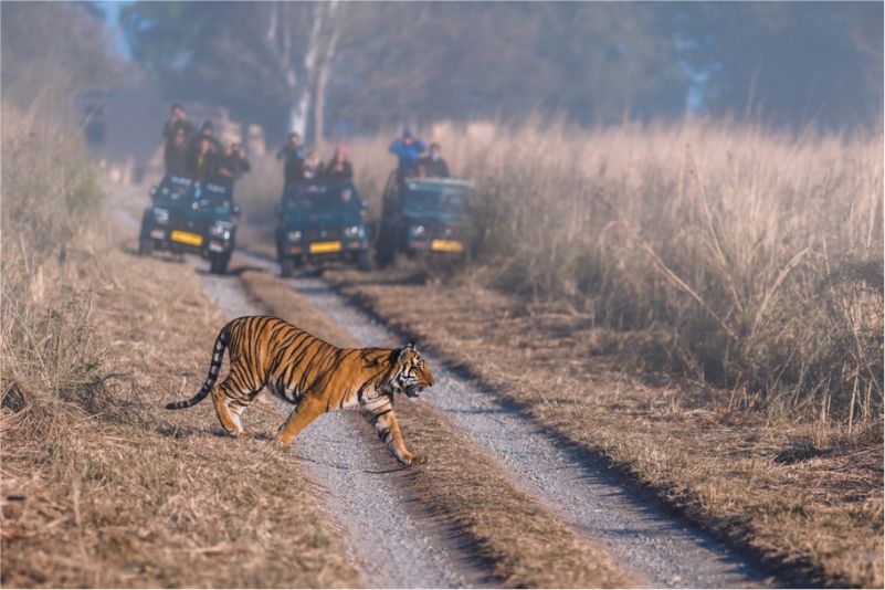 Tiger Safari