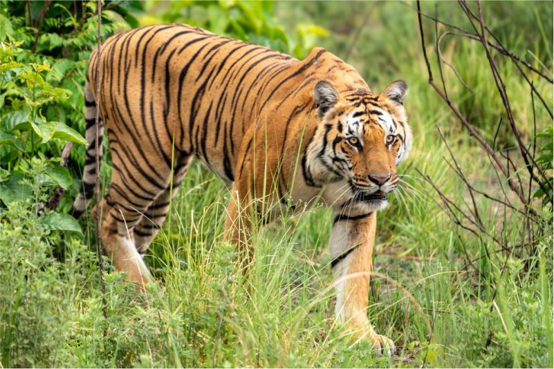 Wildlife
