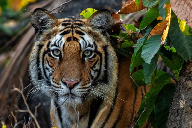 Fauna