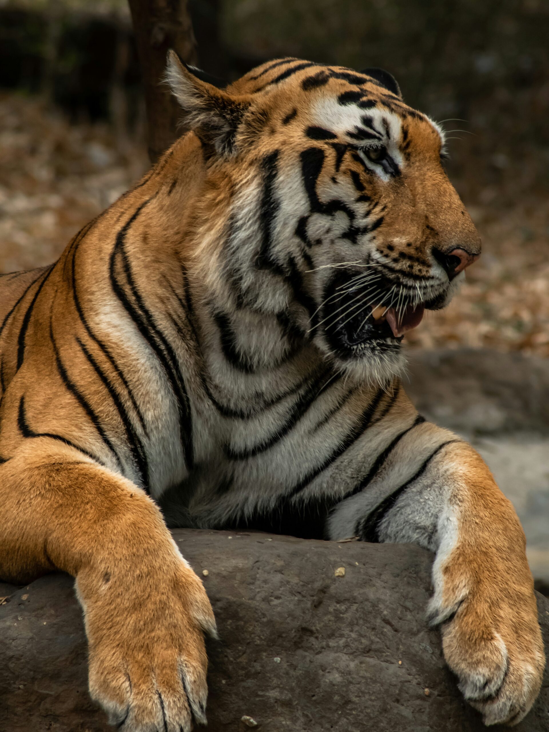 Bengal Tiger in Wild