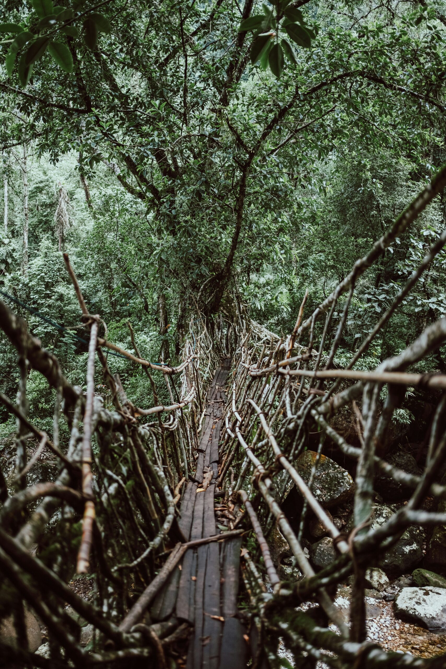 Living Root Bridge Meghalaya